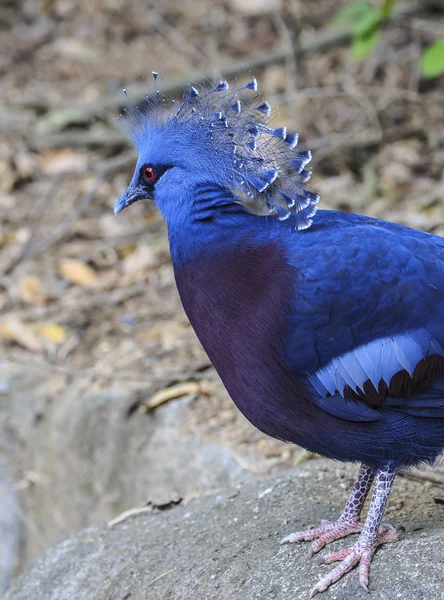 Коронованный голубь Виктории (Goura victoria) — стоковое фото