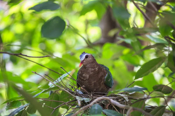 Tourterelle émeraude (Pigeon à ailes vertes) oiseau — Photo