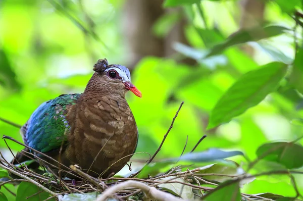 Smaragd duva (grön-winged duva) fågel — Stockfoto