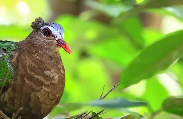 Zümrüt Dove (güvercin) yeşil kanatlı kuş — Stok fotoğraf