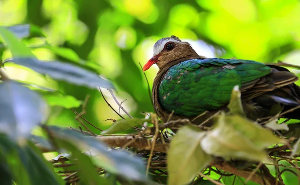 Emerald Dove(Green-winged Pigeon) bird — Stock Photo, Image