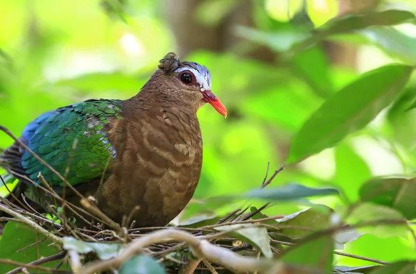 Zümrüt Dove (güvercin) yeşil kanatlı kuş — Stok fotoğraf