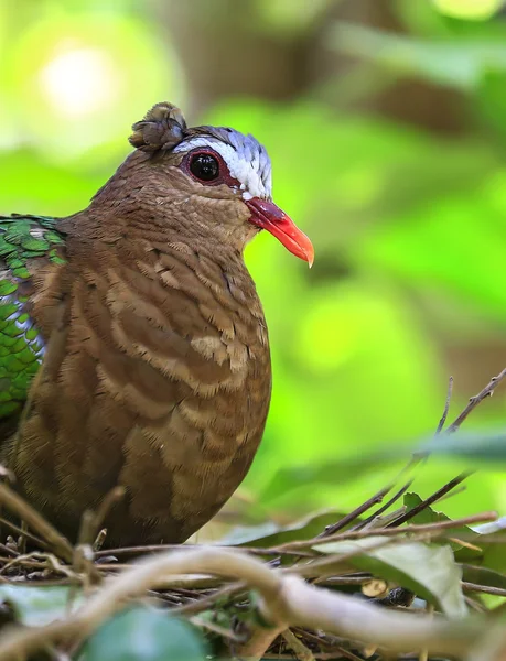 Zümrüt Dove (güvercin) yeşil kanatlı kuş — Stok fotoğraf