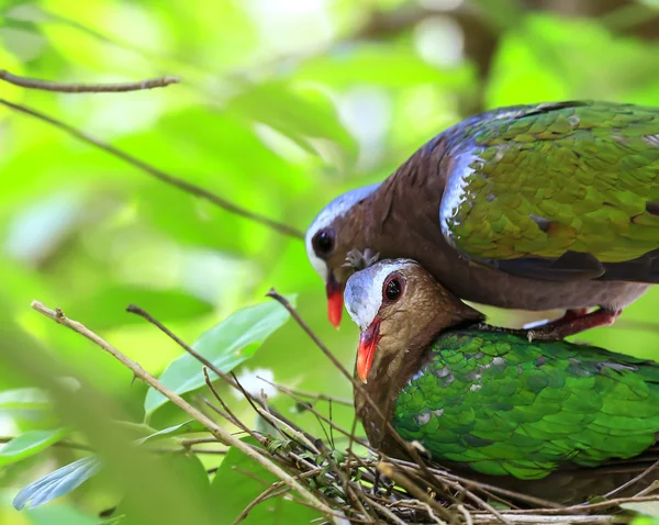 Paloma esmeralda (paloma de alas verdes) pájaro —  Fotos de Stock