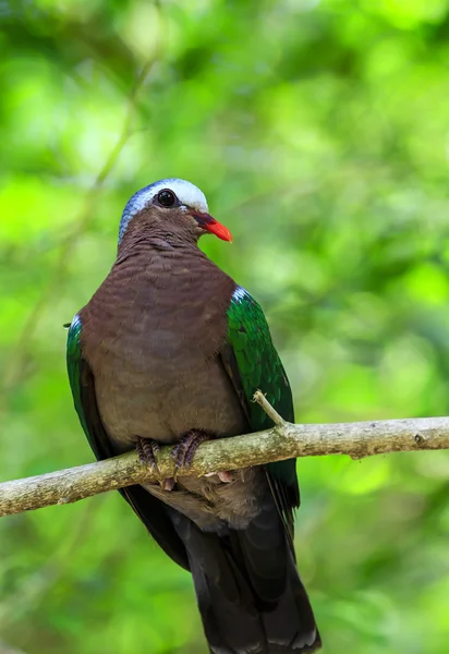 Смарагд птах Dove (зелений крилатий Голуб) — стокове фото