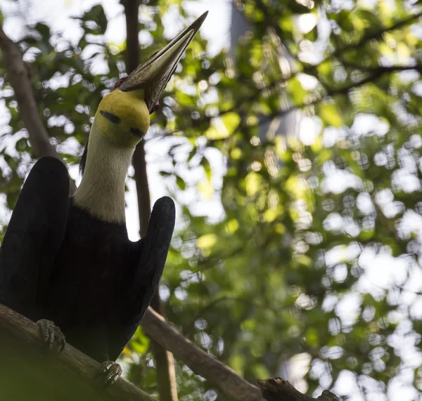 Achtergrond neushoornvogel vogel — Stockfoto