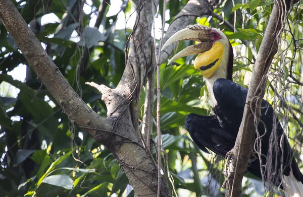 Halilo hornbill pták — Stock fotografie