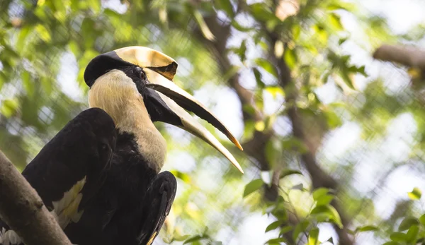 Burung besar hornbill — Stok Foto