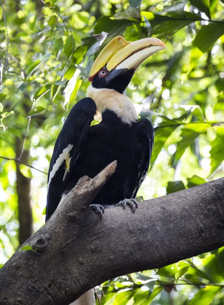 Pták velký hornbill — Stock fotografie