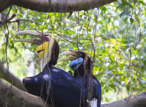 Inhöljda hornbill fågel — Stockfoto