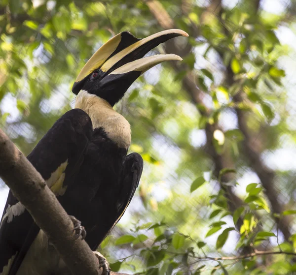 büyük Kartallar kuş