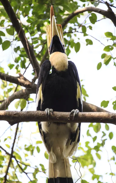 Great hornbill fågel — Stockfoto