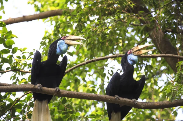 Inhöljda hornbill fågel — Stockfoto