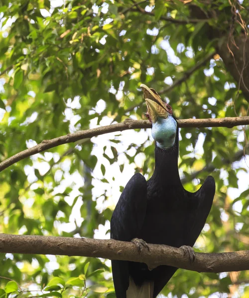 Achtergrond neushoornvogel vogel — Stockfoto