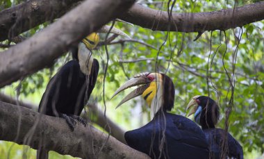 kapaksız Kartallar kuş