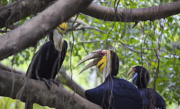 Burung Wreathed Hornbill — Stok Foto