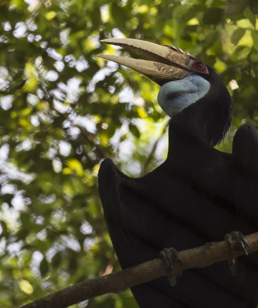 Oiseau à couronne de calmars — Photo