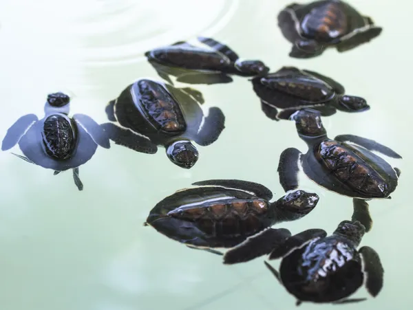 küçük bebek Deniz kaplumbağaları kreş, Tayland