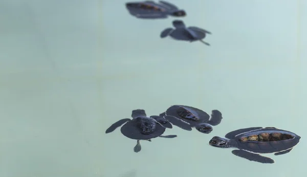 Kleine baby zeeschildpadden in de kwekerij, thailand — Stockfoto