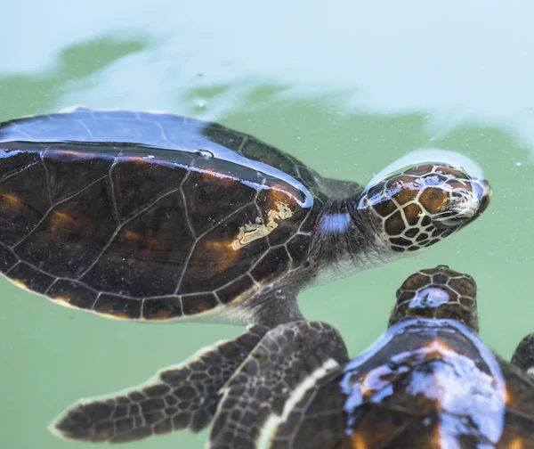 Pequeno bebê tartarugas marinhas no berçário, Tailândia — Fotografia de Stock