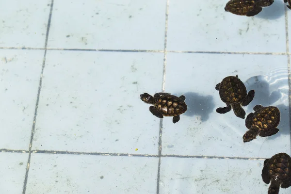 Pequeno bebê tartarugas marinhas no berçário, Tailândia — Fotografia de Stock