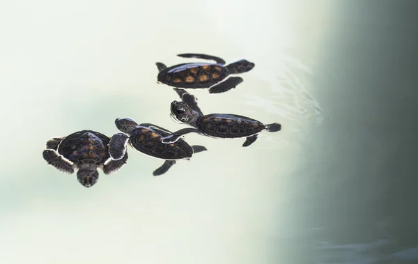 Pequeno bebê tartarugas marinhas no berçário, Tailândia — Fotografia de Stock