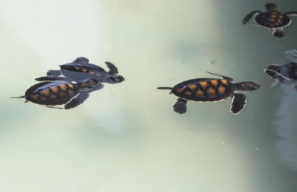 Küçük bebek Deniz kaplumbağaları kreş, Tayland — Stok fotoğraf