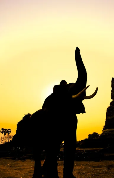 Azione di silhouette di elefante — Foto Stock