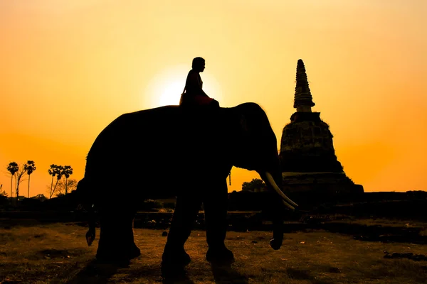 Azione di silhouette di elefante — Foto Stock