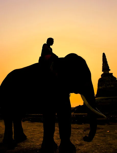 Silhouette action of elephant — Stock Photo, Image