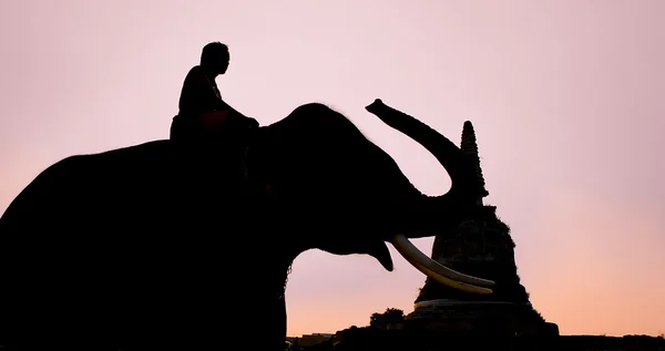 Silueta acción de elefante —  Fotos de Stock