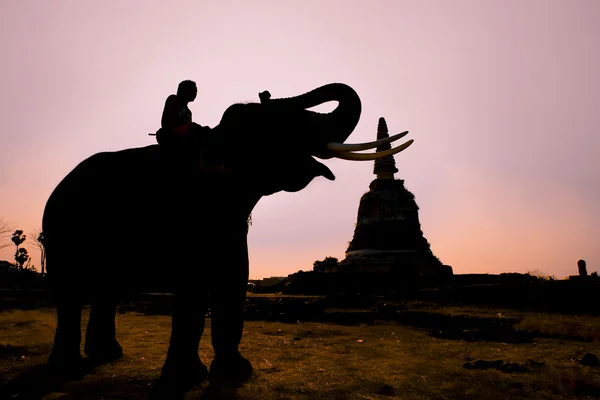 Azione di silhouette di elefante — Foto Stock