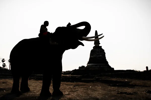 코끼리의 실루엣 작업 — 스톡 사진