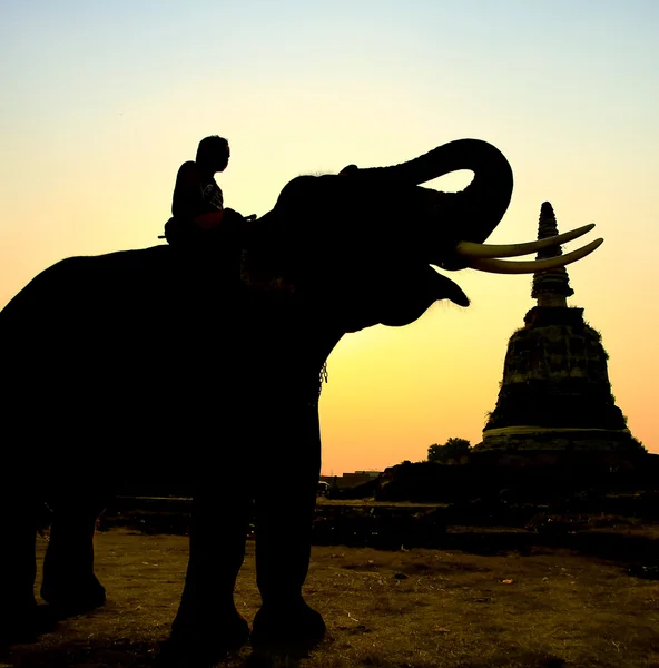 Silhouet actie van olifant — Stockfoto