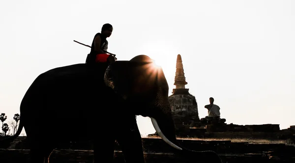 Silhouette action de l'éléphant — Photo