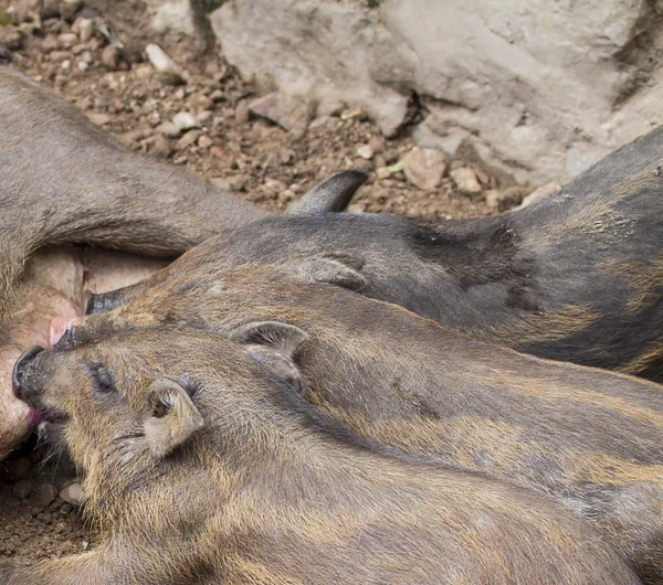 Small wild boars sucking milk from their mother — Stock Photo, Image