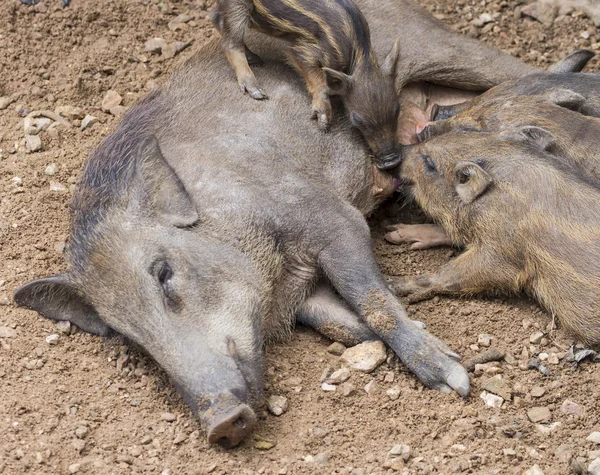 Small wild boars sucking milk from their mother — Stock Photo, Image