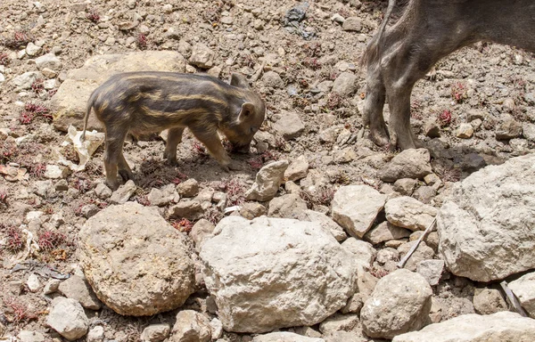 Yaban domuzu aile — Stok fotoğraf