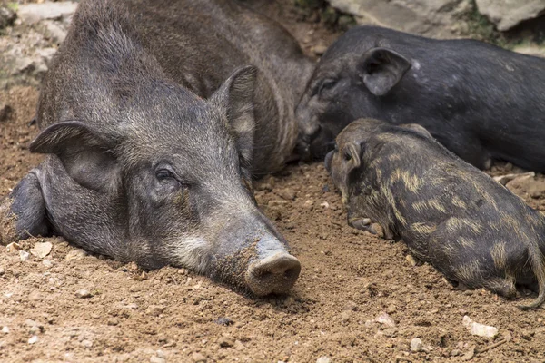 Small wild boars sucking milk from their mother — Stock Photo, Image