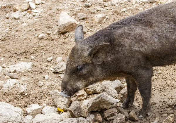 Wild boar family — Stock Photo, Image