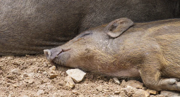 Wild boar family — Stock Photo, Image