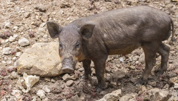 Wild boar family — Stock Photo, Image