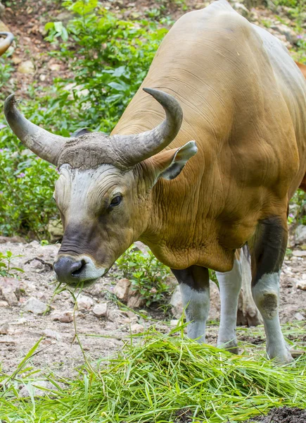 Banteng ou Red Bull comer grama — Fotografia de Stock