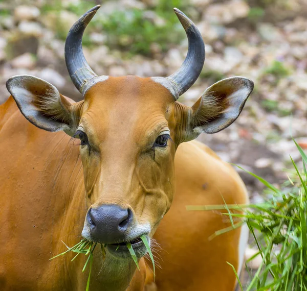 Banteng or Red Bull eating grass — Stock Photo, Image