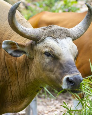 çim yeme bant veya red bull