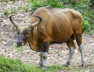 çim yeme bant veya red bull