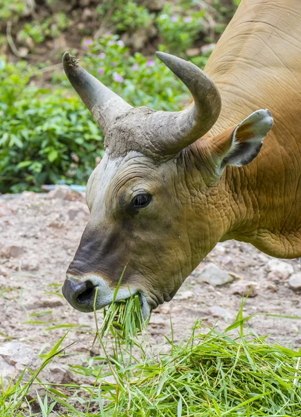 Banteng or Red Bull eating grass — Stock Photo, Image