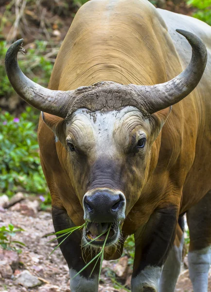 Banteng ou Red Bull comer grama — Fotografia de Stock