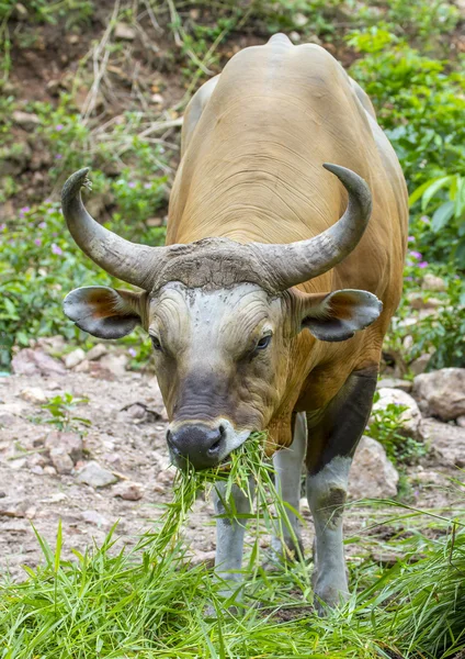 Banteng ou Red Bull comer grama — Fotografia de Stock
