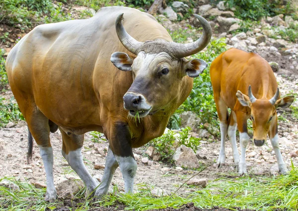 Banteng o Red Bull comiendo hierba — Foto de Stock